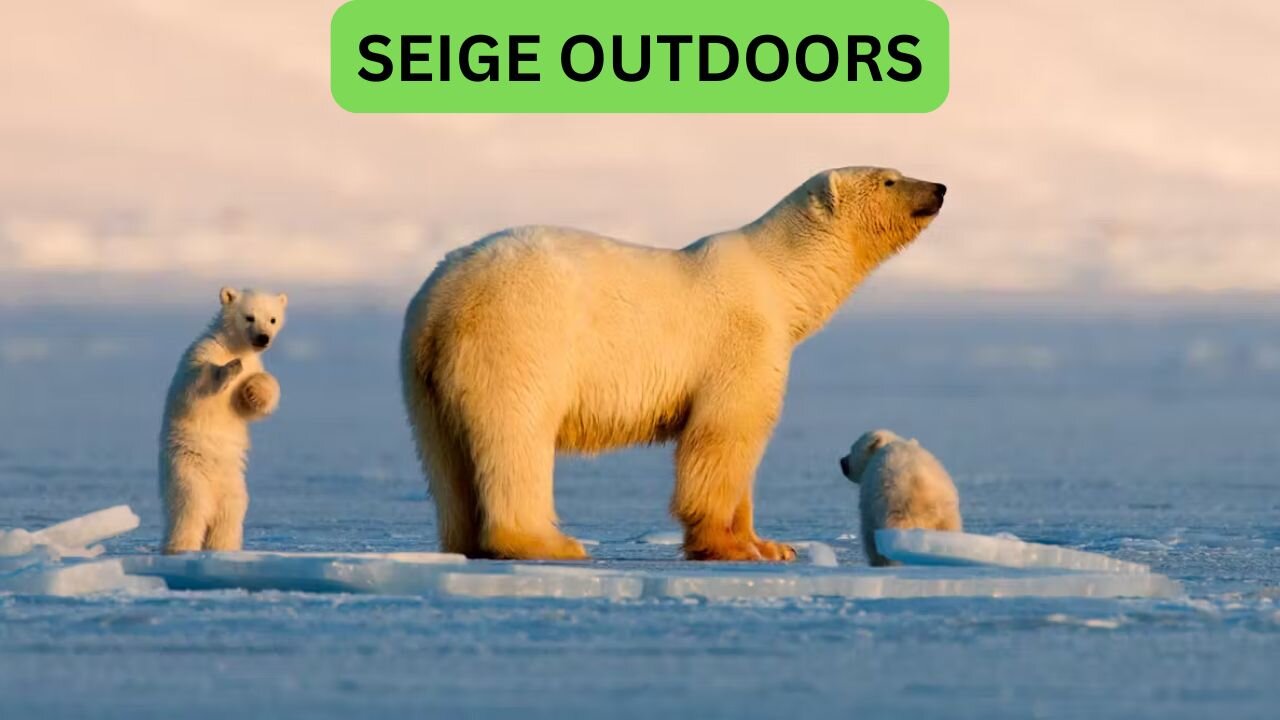 Polar Bear Live Cams!