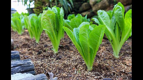 Planting Romaine seeds the easy way