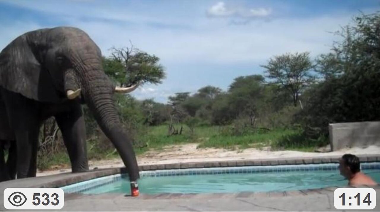 Huge Bull Elephant Joins Tourists For A Drink At Swimming Pool ~ By EmotionsofAfrica