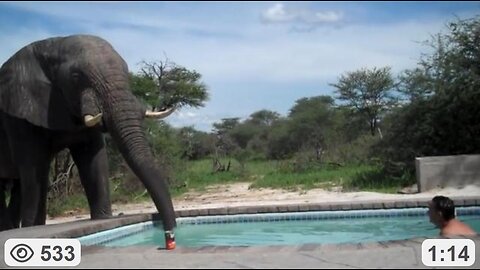 Huge Bull Elephant Joins Tourists For A Drink At Swimming Pool ~ By EmotionsofAfrica