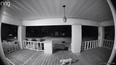 My wife terrorizing a neighborhood cat over the Ring cam