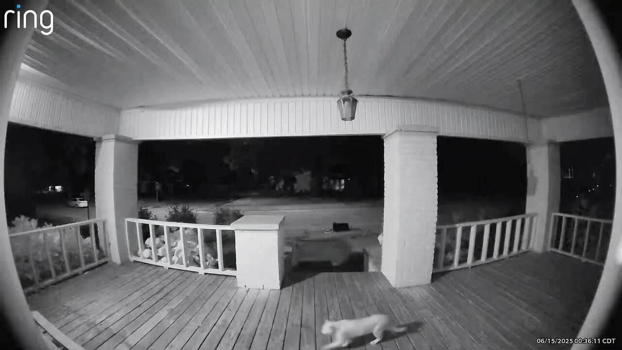 My wife terrorizing a neighborhood cat over the Ring cam