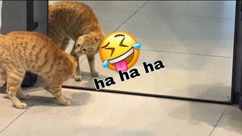 Funnu animals #funny #cat #fun