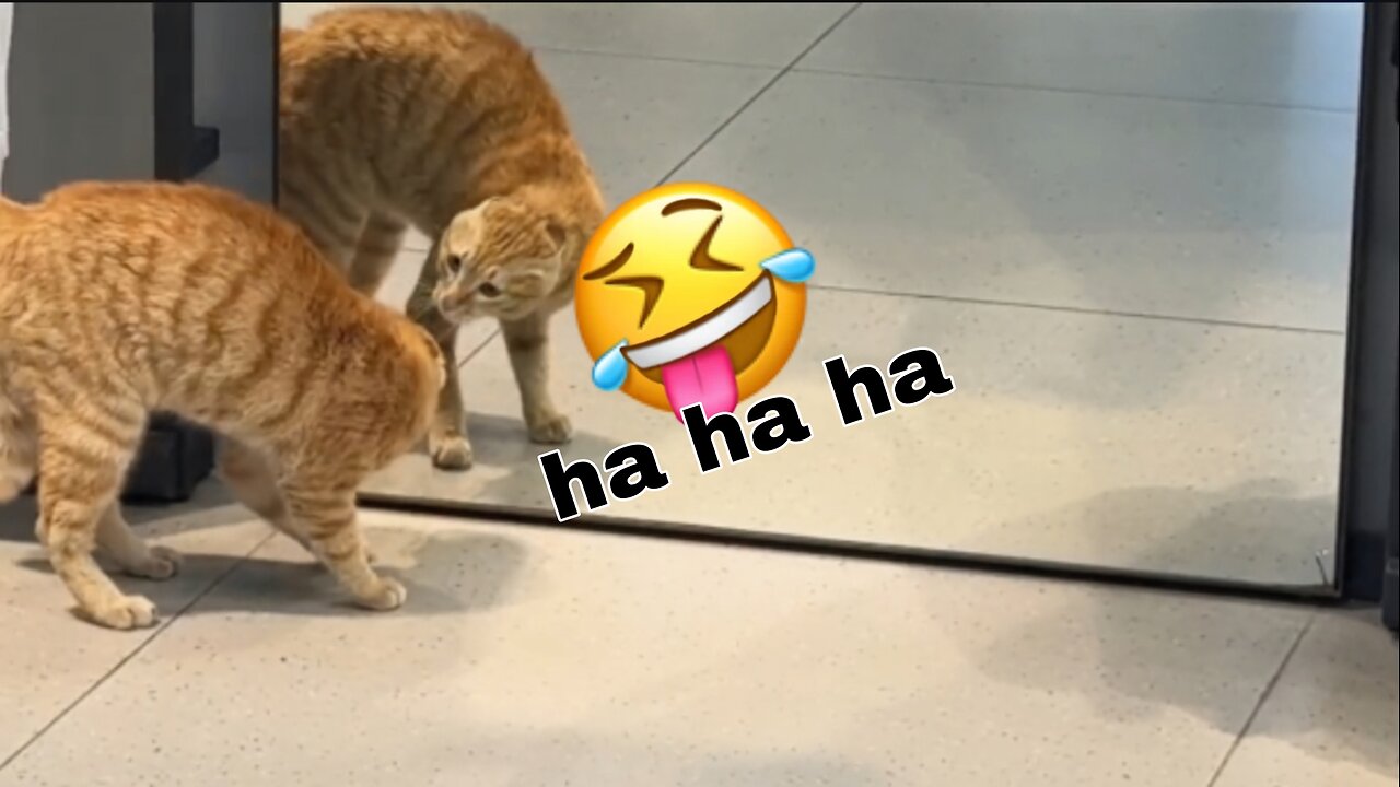 Funnu animals #funny #cat #fun