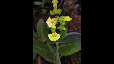 Ethnobotanical Garden Music Video