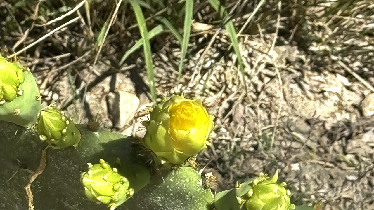 Medina River Greenway
