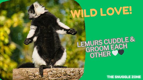 Lemur Love in the Trees 🖤🤍🐾 | Gentle Grooming Moment in Nature
