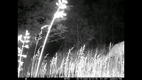 Deer Cam 05-19-2025 Game Camera Trail Camera