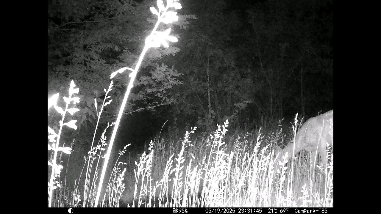 Deer Cam 05-19-2025 Game Camera Trail Camera