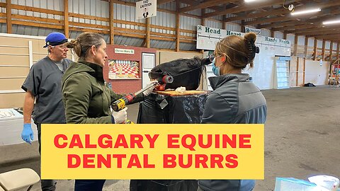 How to Find Calgary Equine Dental Burrs