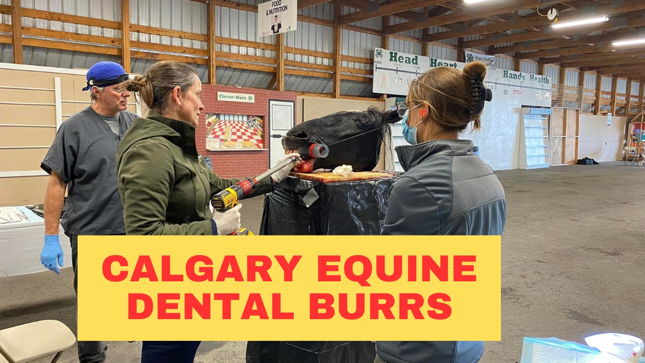 How to Find Calgary Equine Dental Burrs