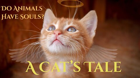 A Cat's Tale - Do Animals Have Souls? Absolutely! I Have seen The Proof