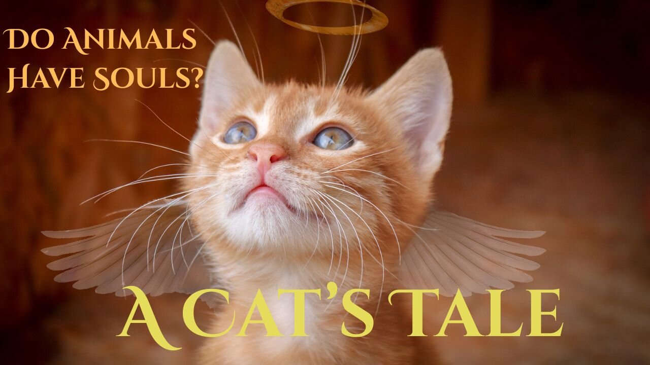 A Cat's Tale - Do Animals Have Souls? Absolutely! I Have seen The Proof