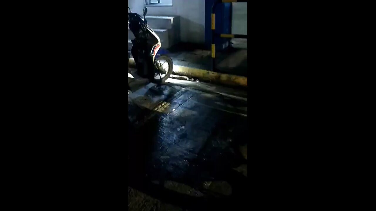 Wild Snake from Drainage