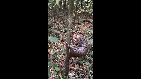 pangolin Action