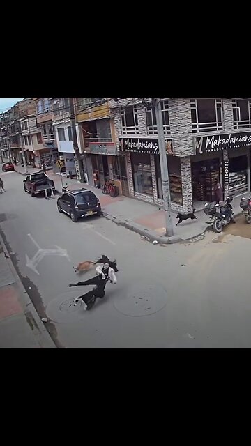 Una joven sufre un accidente tras chocar con perros