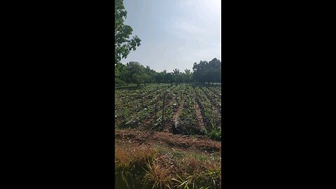 Our Ginger Garden – Part 2 🌿 | Growth Update & Village Farming Life