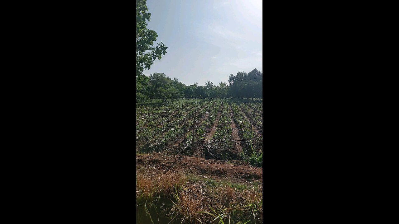 Our Ginger Garden – Part 2 🌿 | Growth Update & Village Farming Life