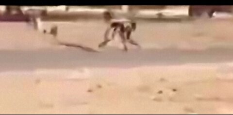 Dogman!? Captured On Video!