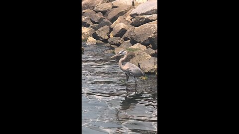 bird fishing