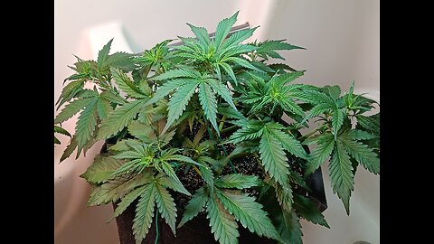 Gorilla Cookies auto