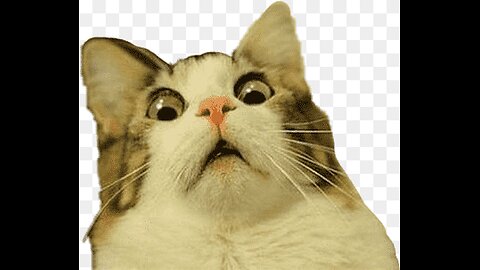 funny animal videos
