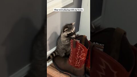 The girl found two raccoon orphans and became their mother