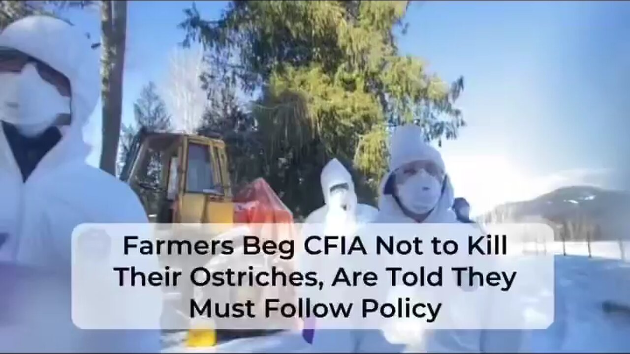 Heartbreaking: Feds Kill 400 Healthy Ostriches Over Bird Flu Despite No Symptoms