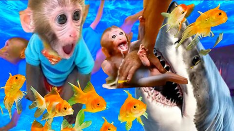 Bon monkey Kiki video|| Animalht video|| O.M.G Kiki danger the shark..