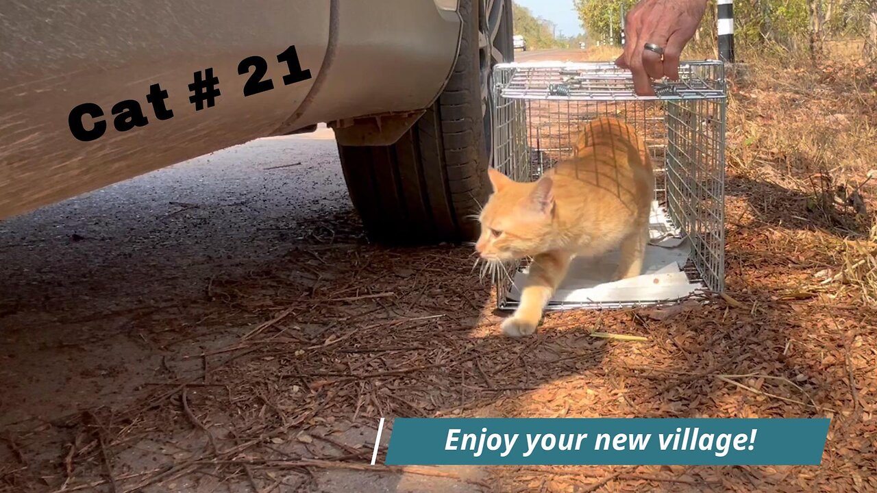 Cat Relocation #21