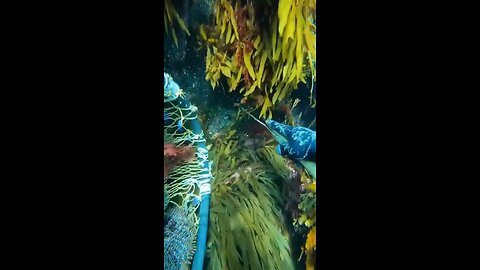 Underwater paradise