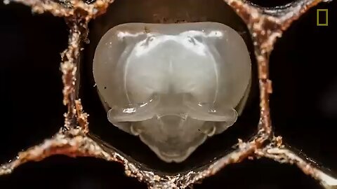 Amazing Time-Lapse: Bees Hatch Before Your Eyes | National Geographic