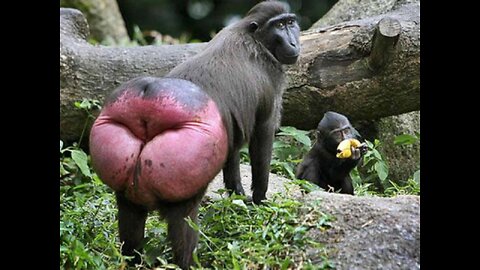 Cute Animals-Funny animals Reaction