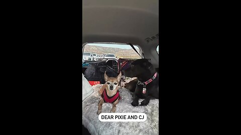 Love Letter to our Senior Dogs