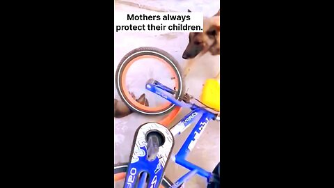 Mothers always protect their children.#cutepuppy, #viraldogvideo, #dogtalking,