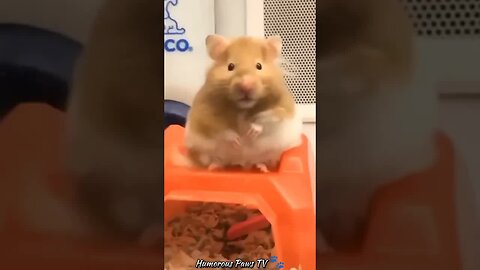 Why Animals Are Our Favorite Comedians!