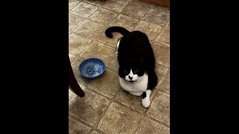My Pretty cat Noel relaxing on Sunday