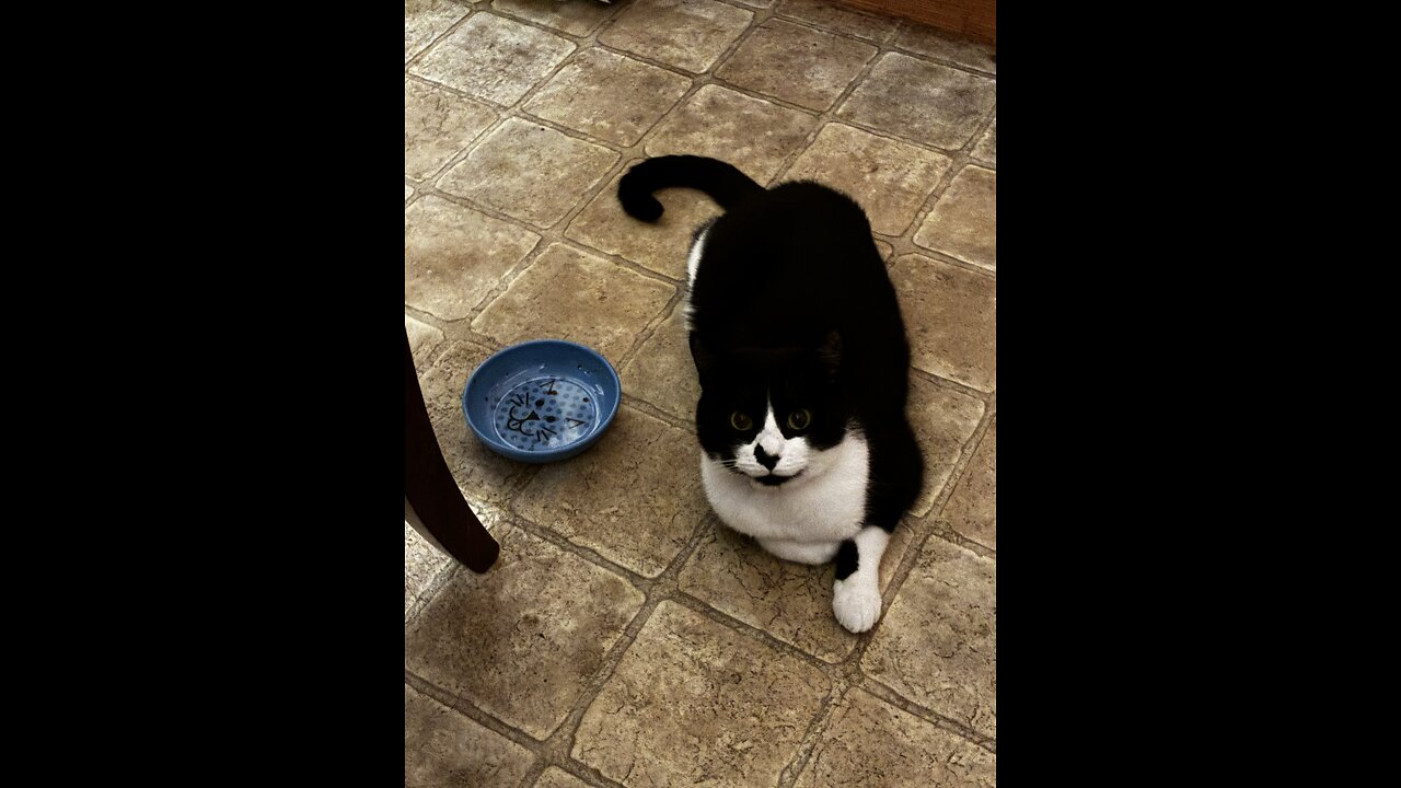 My Pretty cat Noel relaxing on Sunday