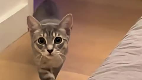 The kitten is walking