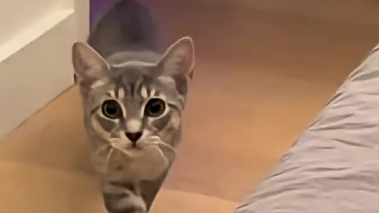 The kitten is walking