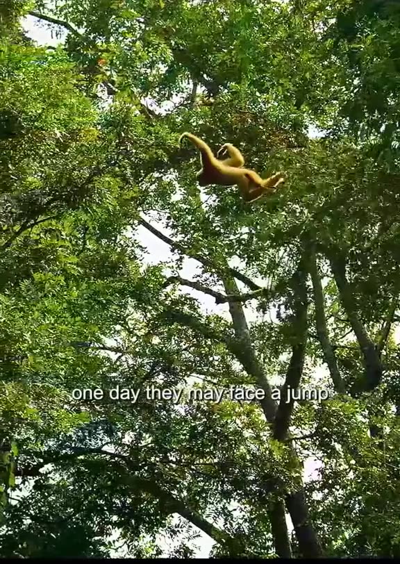 Wild animals videos Amazing animal pictures Animals amazing