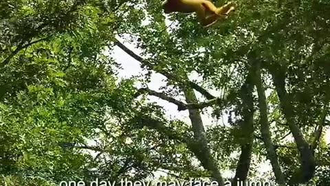 Wild animals videos Amazing animal pictures Animals amazing