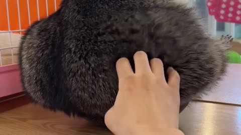Funny videos about animals