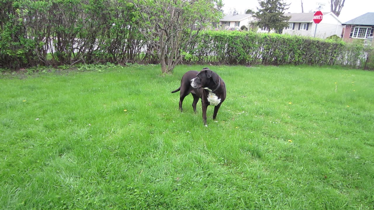 Mia enjoying the cloudy sky's