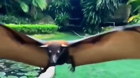 A girl rescuing a bat, helping it recover, and eventually releasing it back into the wild.