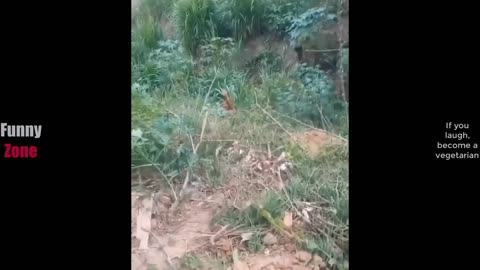 Try Not To Laugh😂Best funny videos compilation 😁😂🤣part 1