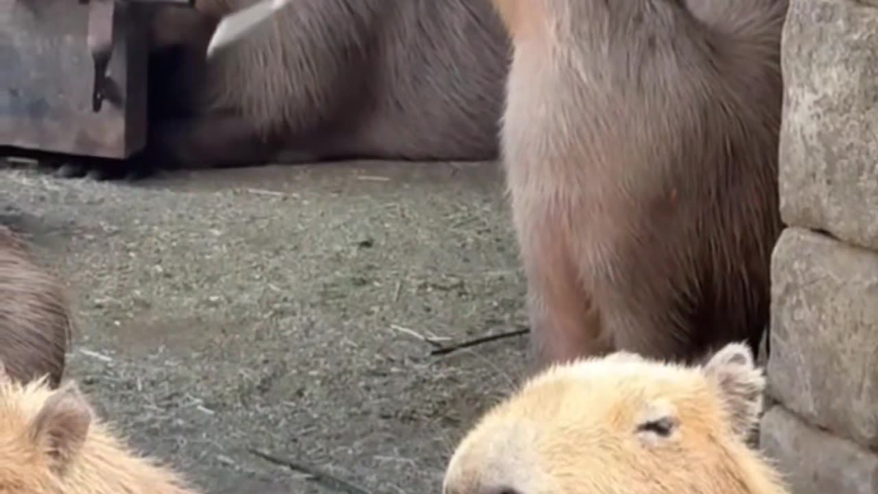A capybara performance of a juggling act with a stick is truly remarkable