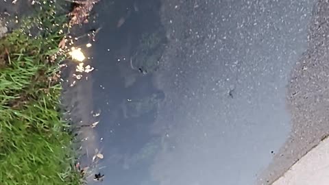 Pinellas Park Misappropriates Storm Drainage Tax $