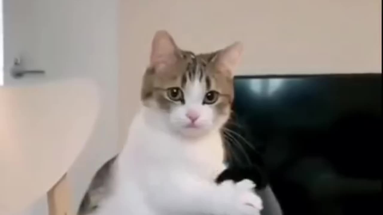 Cute kittens