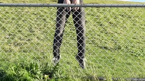 You Will Be Shocked At How Animals Get Over A Fence